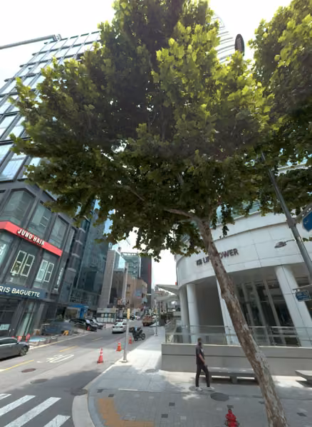 tree photo