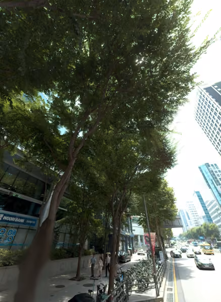 tree photo