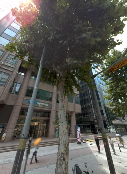 tree photo