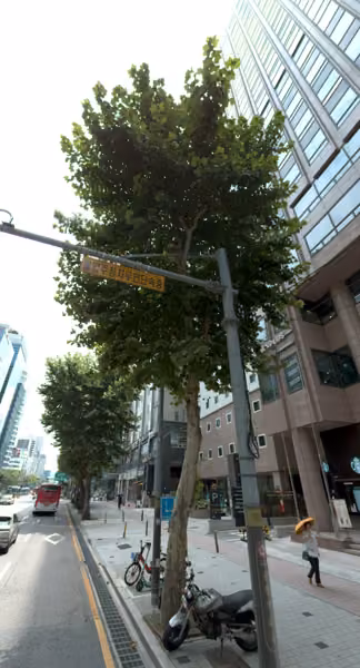 tree photo