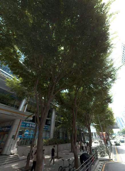 tree photo