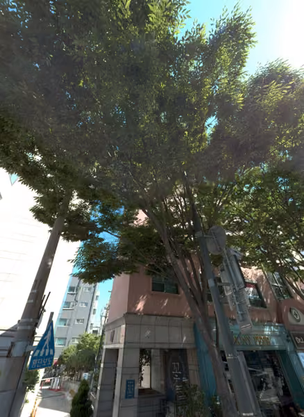 tree photo