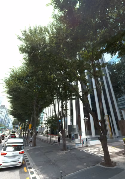 tree photo