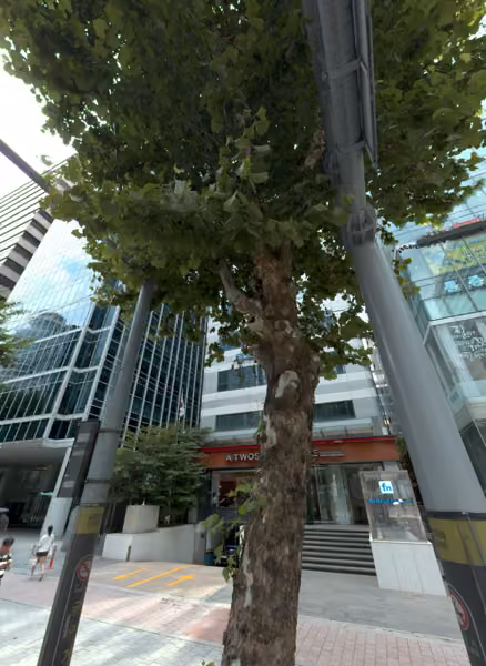 tree photo