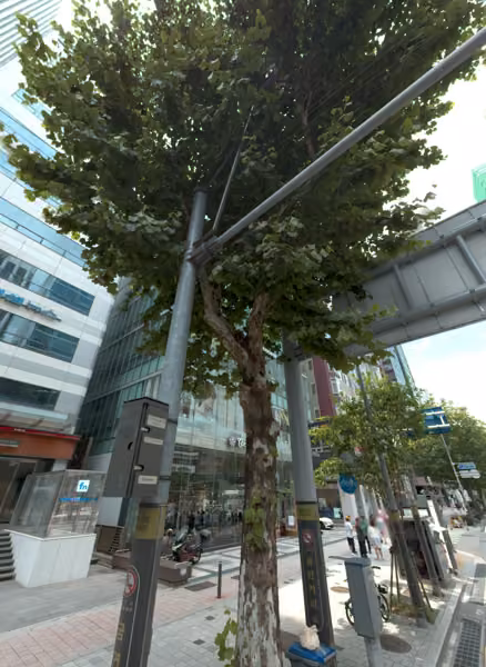 tree photo
