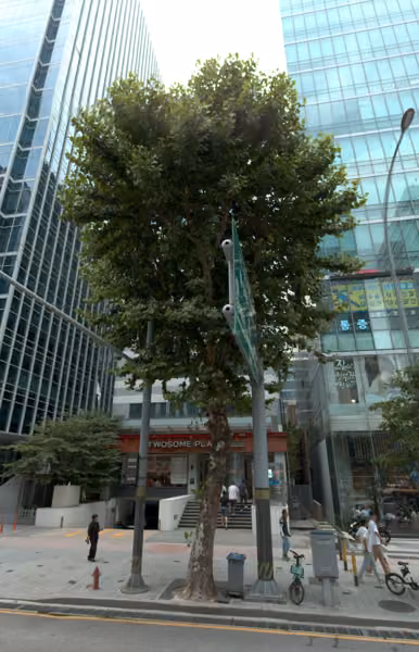 tree photo