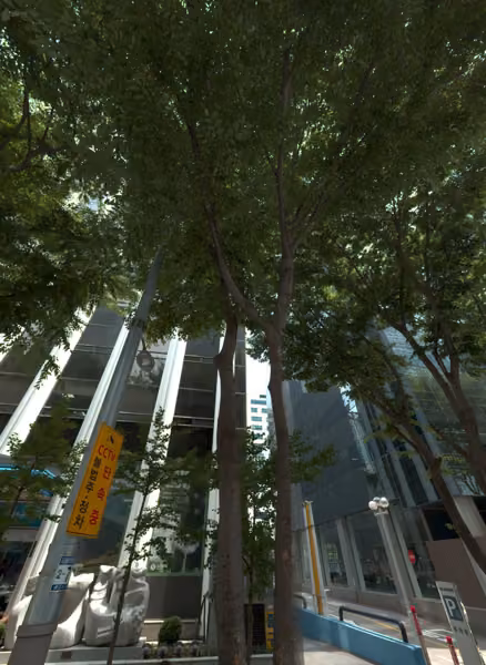 tree photo