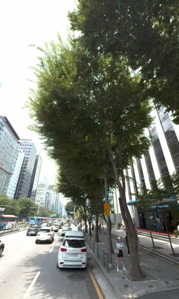 tree photo