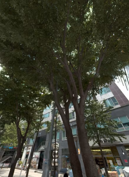 tree photo