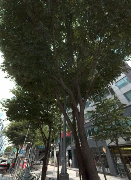 tree photo