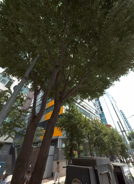 tree photo