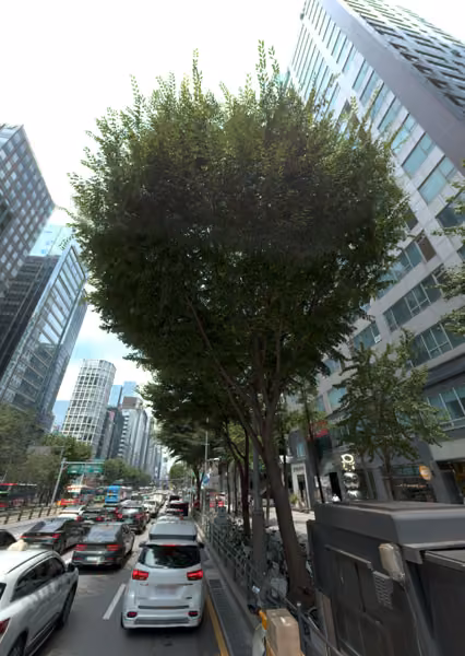 tree photo