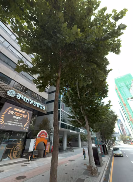 tree photo