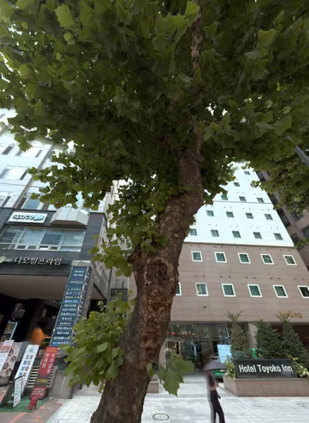 tree photo