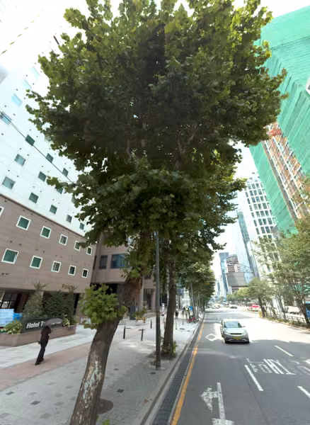 tree photo