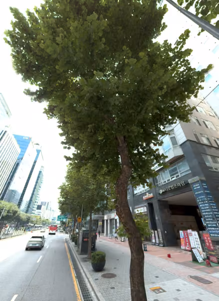 tree photo