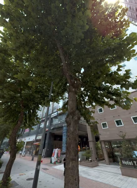 tree photo
