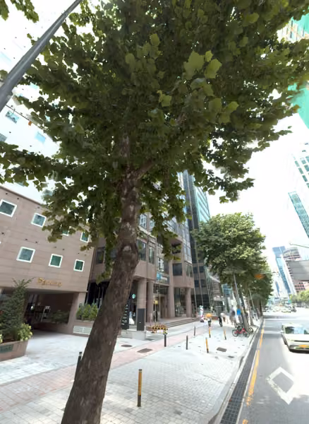 tree photo