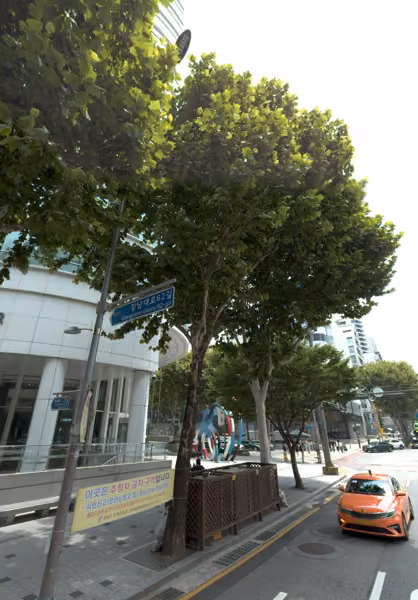 tree photo