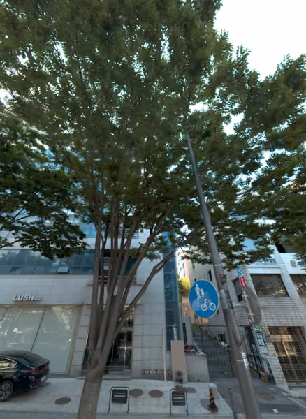 tree photo