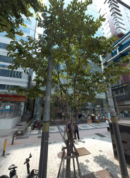 tree photo