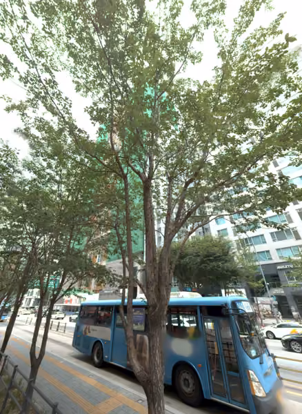 tree photo