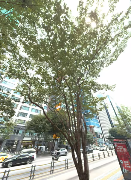 tree photo