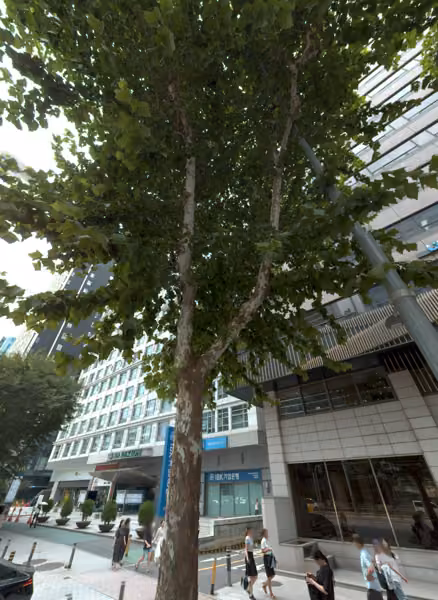 tree photo