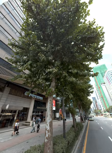 tree photo