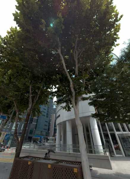 tree photo