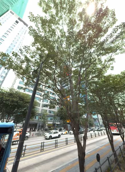 tree photo