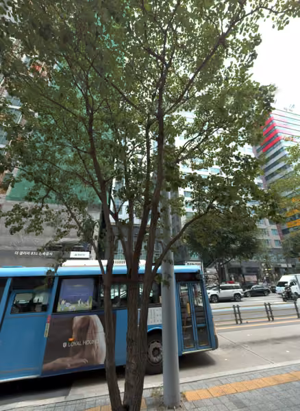 tree photo