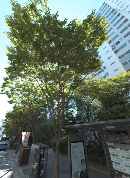 tree photo
