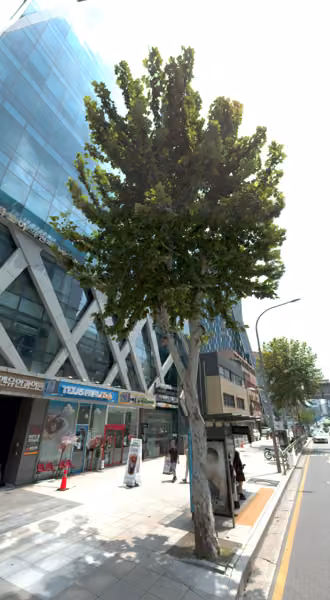 tree photo