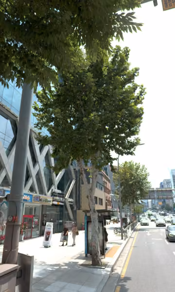 tree photo