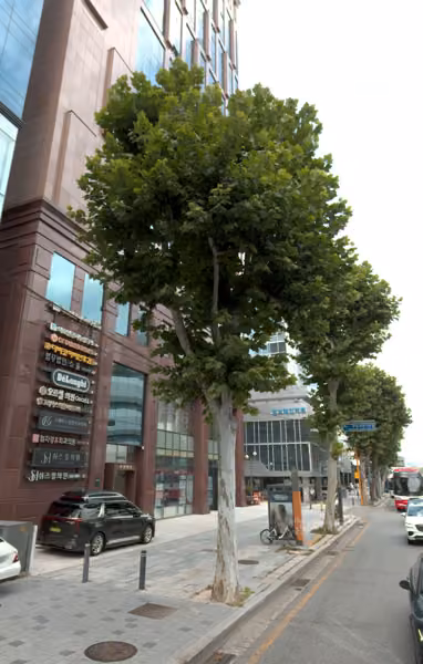 tree photo
