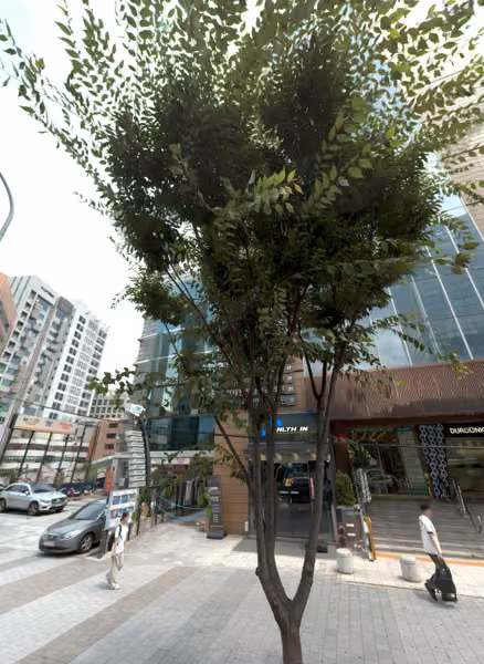 tree photo