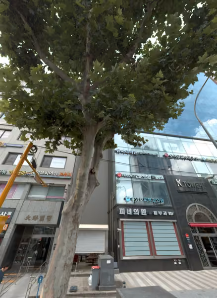 tree photo