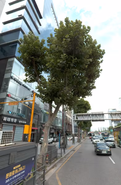 tree photo