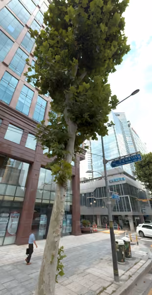 tree photo