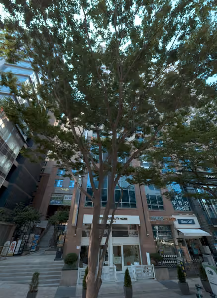 tree photo