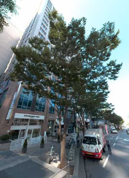 tree photo