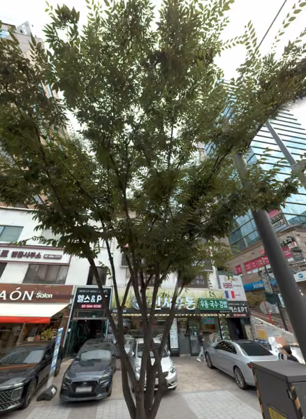tree photo