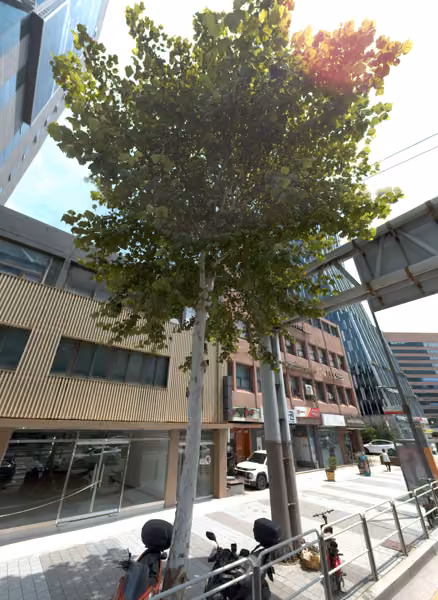 tree photo