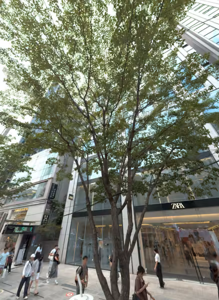 tree photo