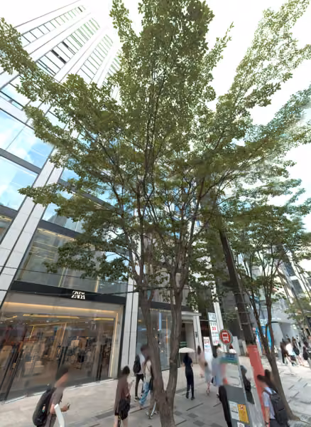 tree photo