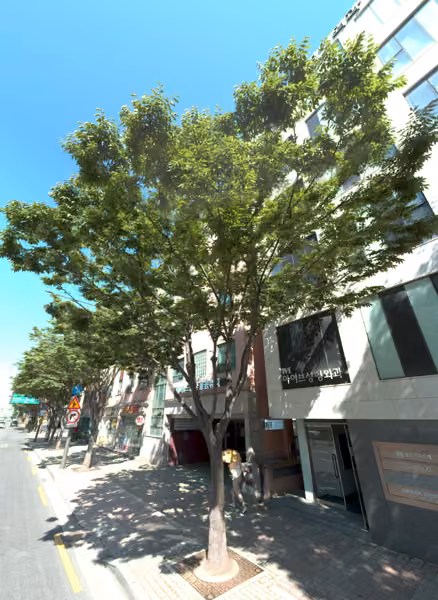 tree photo