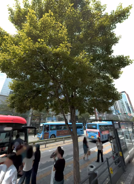 tree photo