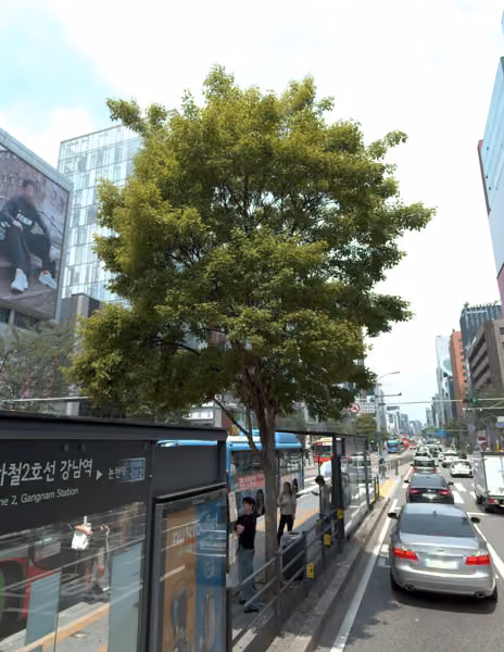 tree photo