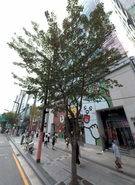 tree photo